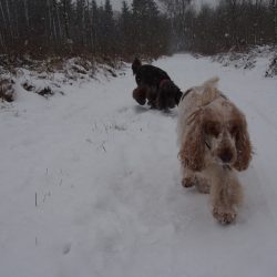 Wir erforschen den Wald