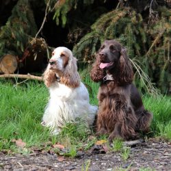  English Cocker Spaniel